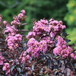 Thunderstruck™ Lavender Blast™ Crape Myrtle Tree -Green Yard Plant Store Thunderstruck Lavender Blast 2 FGT
