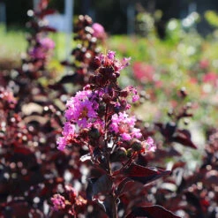 Thunderstruck™ Lavender Blast™ Crape Myrtle Tree -Green Yard Plant Store Thunderstruck Lavender Blast 5 FGT