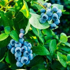 Tifblue Blueberry Bush -Green Yard Plant Store TifBlue Blueberry 1