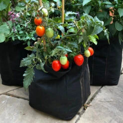 Patio Tomato Garden -Green Yard Plant Store Tomato Garden kit 1