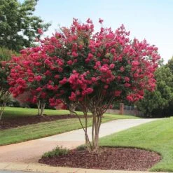 Tonto Crape Myrtle Tree 8 Tonto Crape Myrtle Tree -Green Yard Plant Store Tonto Crape Myrtle 2