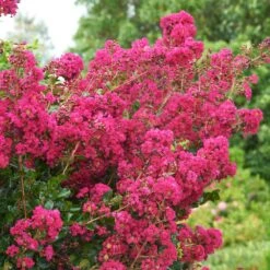 Tonto Crape Myrtle Tree 9 Tonto Crape Myrtle Tree -Green Yard Plant Store Tonto Crape Myrtle 5 FGT