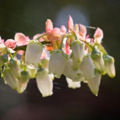 Toro Blueberry Bush - USDA Organic -Green Yard Plant Store Toro Blueberry 3 1cbc3ceb 6262 43bb 917a 490851827d67