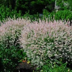 Tri-Color Dappled Willow -Green Yard Plant Store Tri Color Willow Shrub 2