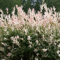 Tri-Color Dappled Willow -Green Yard Plant Store Tri color Willow 1 FGT