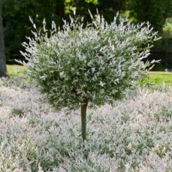Tri-Color Dappled Willow -Green Yard Plant Store Tri color Willow Tree 7 8c2e9f4b 8b40 4a21 a964 cb707edd1954