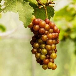 Triumph Muscadine Grapes -Green Yard Plant Store Triumph Muscadine 1