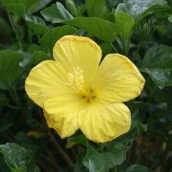 Yellow Tropical Hibiscus Tree -Green Yard Plant Store Tropical Hibiscus Yellow 3
