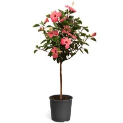 Pink Tropical Hibiscus Tree 9 Pink Tropical Hibiscus Tree -Green Yard Plant Store Tropical Pink Hibiscus 2