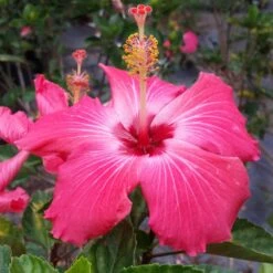 Pink Tropical Hibiscus Tree 7 Pink Tropical Hibiscus Tree -Green Yard Plant Store Tropical Pink Hibiscus 3 FGT