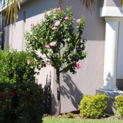 Pink Tropical Hibiscus Tree 8 Pink Tropical Hibiscus Tree -Green Yard Plant Store Tropical Pink Hibiscus 6