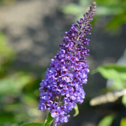 True Blue Butterfly Bush (Tree Form) 9 True Blue Butterfly Bush (Tree Form) -Green Yard Plant Store True Blue Butterfly 3 BB