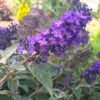 True Blue Butterfly Bush (Tree Form)