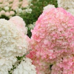Vanilla Strawberry™ Hydrangea Shrub 6 Vanilla Strawberry™ Hydrangea Shrub -Green Yard Plant Store Vanilla Strawberry Hydrangea 2 FGT