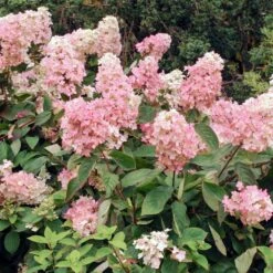 Vanilla Strawberry™ Hydrangea Shrub 7 Vanilla Strawberry™ Hydrangea Shrub -Green Yard Plant Store Vanilla Strawberry Hydrangea 3 FGT