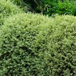 Variegated Boxwood Shrub -Green Yard Plant Store Variegated Boxwood 1