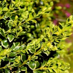 Variegated Boxwood Shrub -Green Yard Plant Store Variegated Boxwood 4 FGT