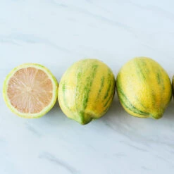 Pink Variegated Eureka Lemon Bush 6 Pink Variegated Eureka Lemon Bush -Green Yard Plant Store Variegated Pink Eureka 2 BB