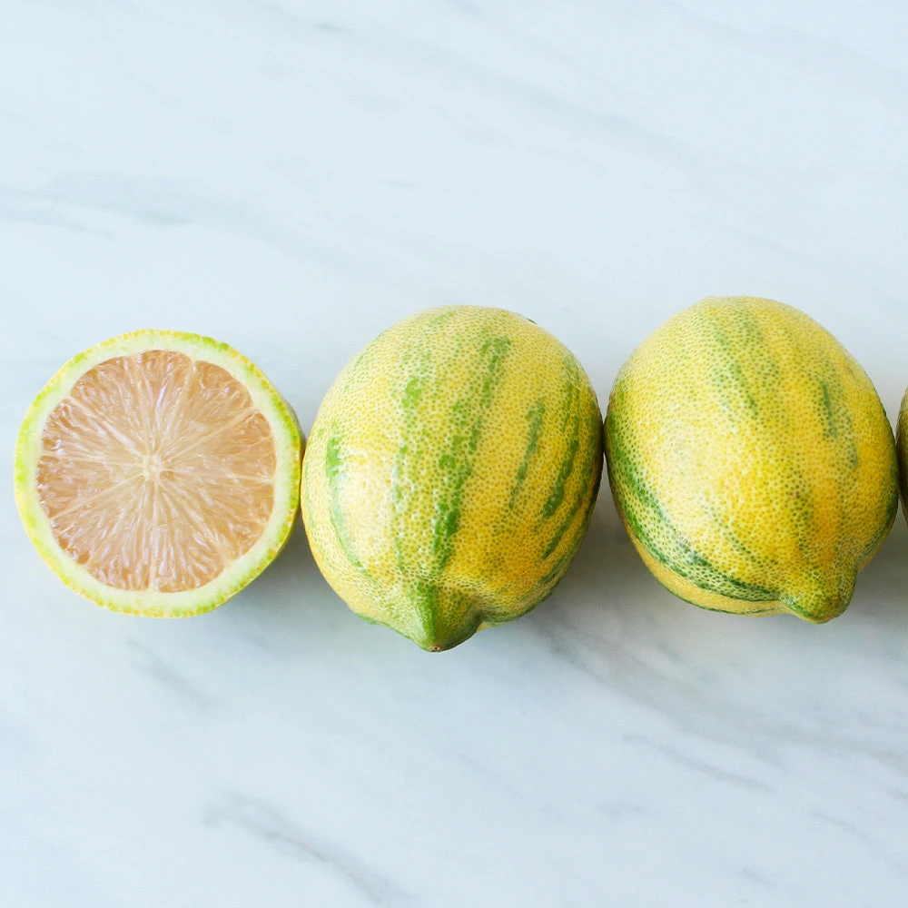 Pink Variegated Eureka Lemon Bush 3 Pink Variegated Eureka Lemon Bush - Image 3