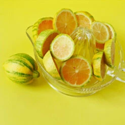 Pink Variegated Eureka Lemon Tree -Green Yard Plant Store Variegated Pink Eureka 3 fc1d5a93 7ca6 443b a4e9 221de3f12f84