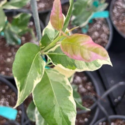 Pink Variegated Eureka Lemon Tree -Green Yard Plant Store Variegated Pink Eureka 7 056a21e5 a8ca 49f0 ab7f 8c763a03bbd9