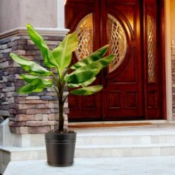 Green Yard Plant Store -Green Yard Plant Store Veranda Banana 1 FGT