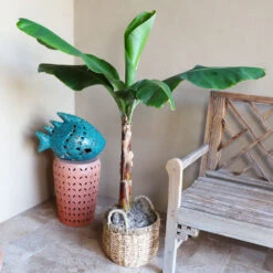 Veranda Banana Tree 8 Veranda Banana Tree -Green Yard Plant Store Veranda Banana 3
