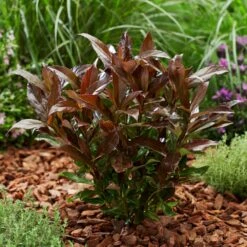 Coppertop® Sweet Viburnum Shrub -Green Yard Plant Store Viburnum Coppertop 2