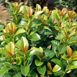 Volcano Cherry Laurel -Green Yard Plant Store Volcano Laurel 3 FGT