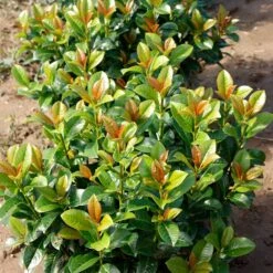 Volcano Cherry Laurel -Green Yard Plant Store Volcano Laurel 4