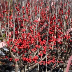 Winter Red Winterberry Holly Shrub 12 Winter Red Winterberry Holly Shrub -Green Yard Plant Store WInter Red winterberry 3G