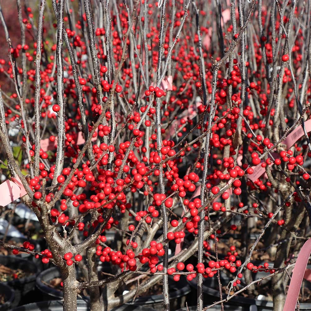 Winter Red Winterberry Holly Shrub 6 Winter Red Winterberry Holly Shrub - Image 6
