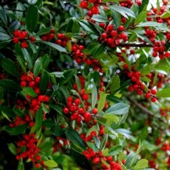 Winter Red Winterberry Holly Shrub 9 Winter Red Winterberry Holly Shrub -Green Yard Plant Store WInter Red winterberry 6