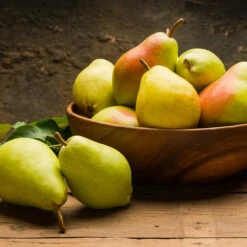 Warren Pear Tree 7 Warren Pear Tree -Green Yard Plant Store Warren Pear Tree 1