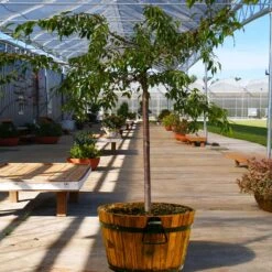 Weeping Extraordinaire™ Cherry Tree -Green Yard Plant Store Weeping Extraordinaire Cherry 1