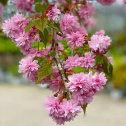 Weeping Extraordinaire™ Cherry Tree -Green Yard Plant Store Weeping Extraordinaire Cherry 2