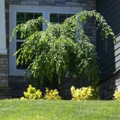 Weeping Extraordinaire™ Cherry Tree -Green Yard Plant Store Weeping Extraordinaire Cherry 4