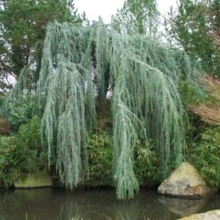 Weeping Blue Atlas Cedar Tree -Green Yard Plant Store Weeping Blue atlas Cedar 1