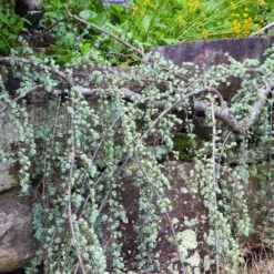 Weeping Blue Atlas Cedar Tree -Green Yard Plant Store Weeping Blue atlas Cedar 5 FGT