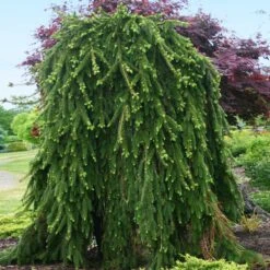 Weeping Norway Spruce Tree -Green Yard Plant Store Weeping Norway SPruce 2
