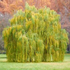Weeping Willow 9 Weeping Willow -Green Yard Plant Store Weeping Willow 11 FGT