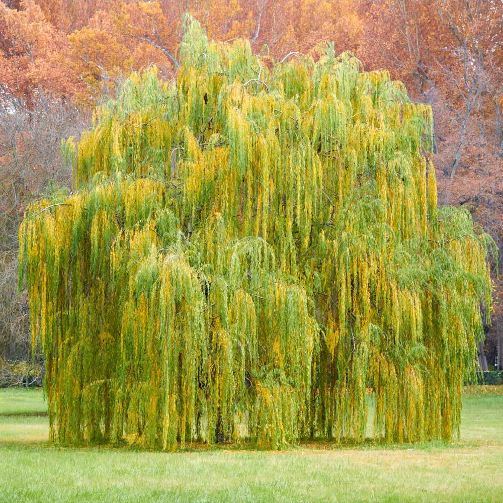 Weeping Willow 4 Weeping Willow - Image 4