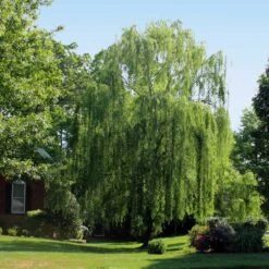 Weeping Willow 8 Weeping Willow -Green Yard Plant Store Weeping Willow 2 FGT