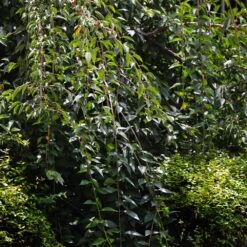 Weeping Yoshino Cherry Tree -Green Yard Plant Store Weeping Yoshino Cherry 3