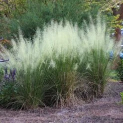 White Cloud Muhly Grass -Green Yard Plant Store White Cloud Muhly Grass 4 FGT