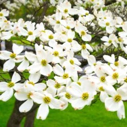 White Dogwood -Green Yard Plant Store White Dogwood 19 FGT