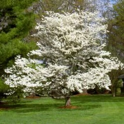 White Dogwood -Green Yard Plant Store White Dogwood 7 FGT