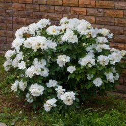 White Knock Out® Rose -Green Yard Plant Store White Knockout Rose 4