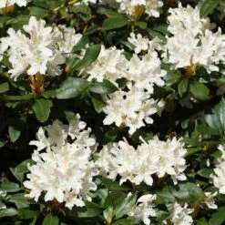 White Rhododendron -Green Yard Plant Store White Rhododendron 2 FGT