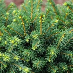 White Spruce Tree -Green Yard Plant Store White Spruce Tree 3 FGT